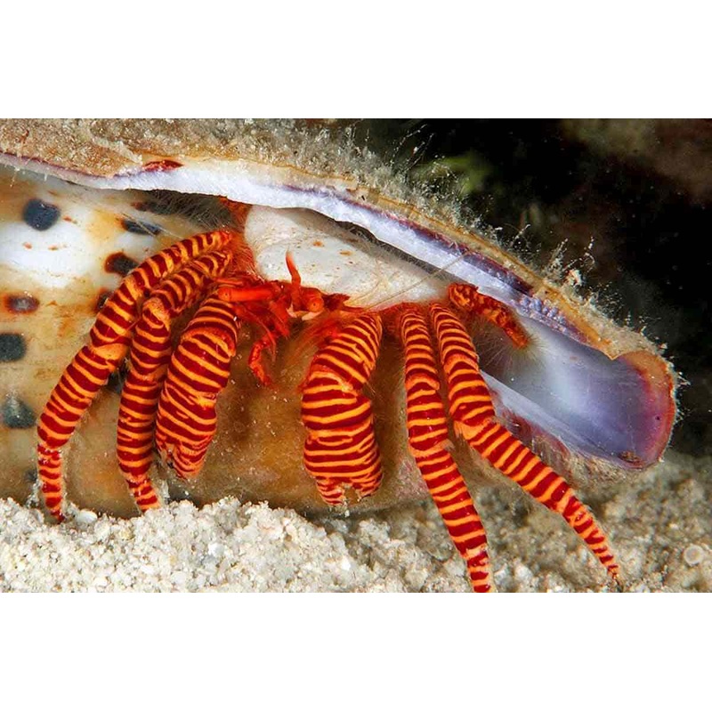 Halloween Hermit Crab (Ciliopagurus strigatus)
