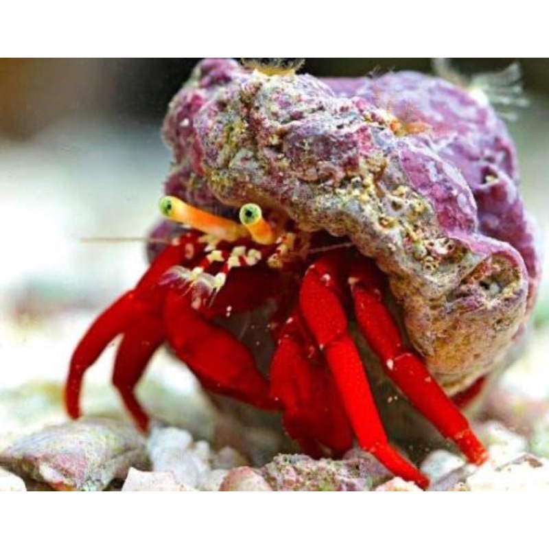 Hermit Crab (Dardanus gemmatus) (Assorted colour)