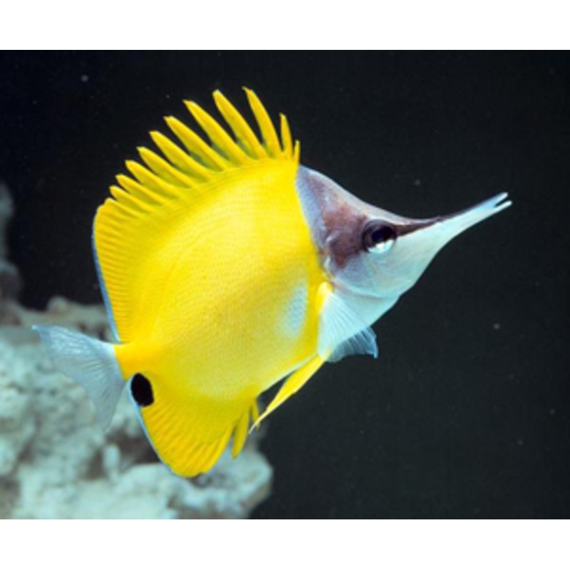 Long Nose Butterfly (Forcipiger flavissimus)