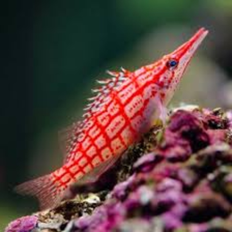 Longnose Hawkfish (Oxycirrhites typus)