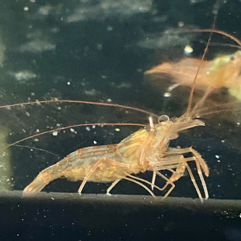 Peppermint Shrimp (Lysmata boggessi)(Captive Bred)