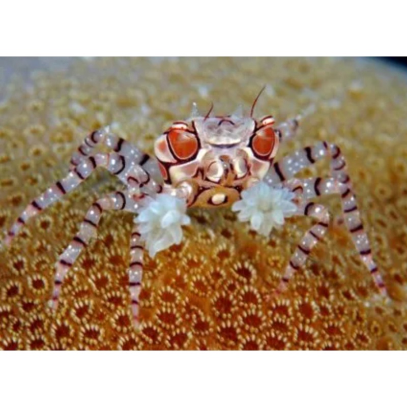 Pom Pom Crab (Lybia tessellata)