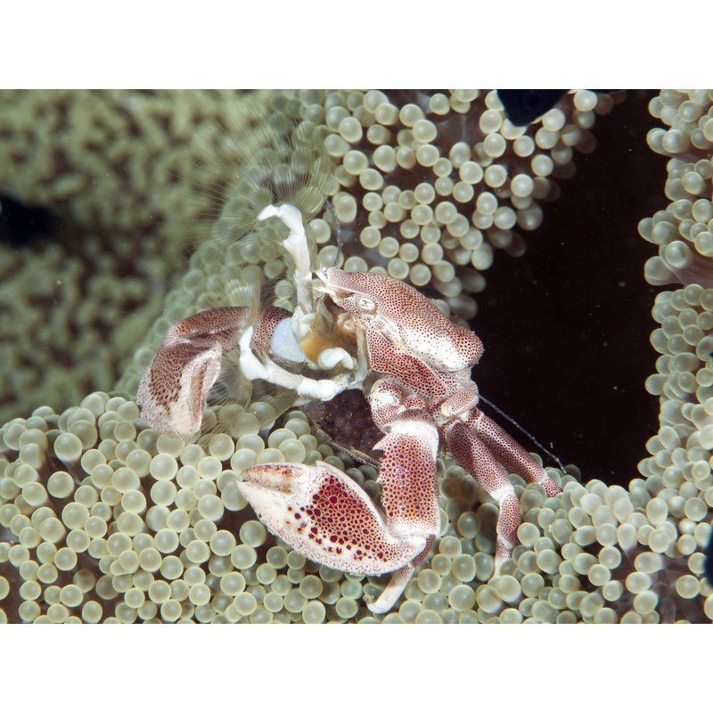 Porcelain Anemone Crab (Neopetrolisthes maculosus)