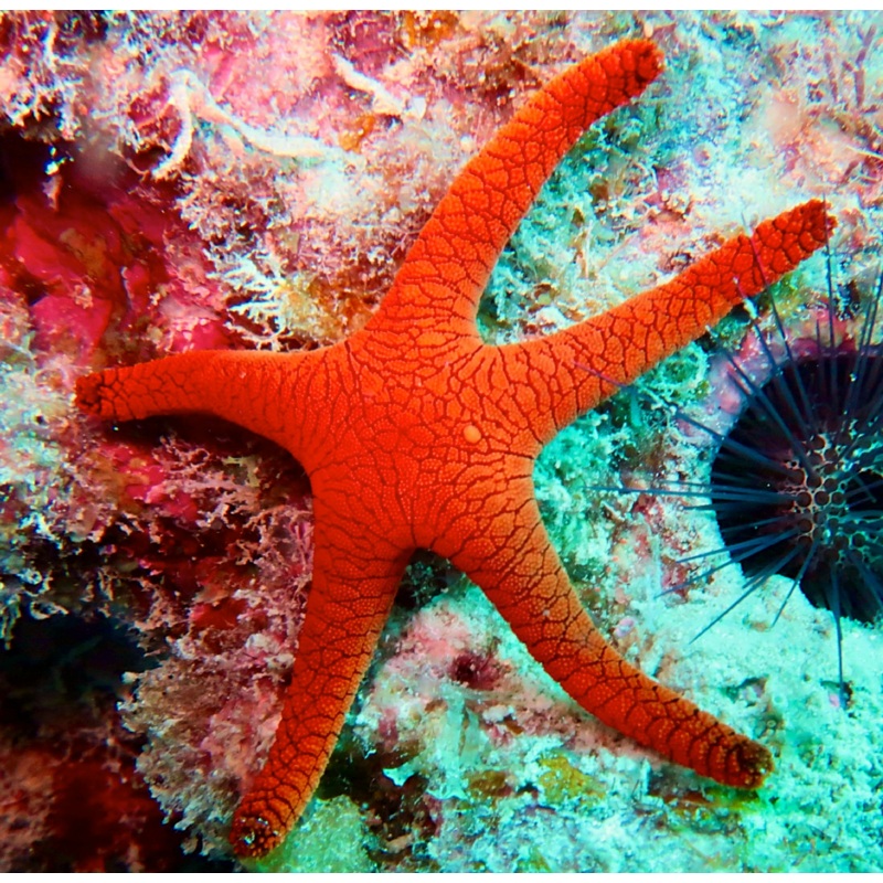 Red Starfish (Fromia indica)