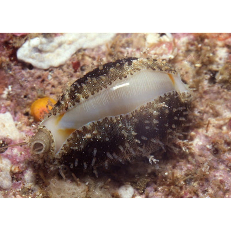 Ring Top Cowrie Snail (Erosaria annulus)