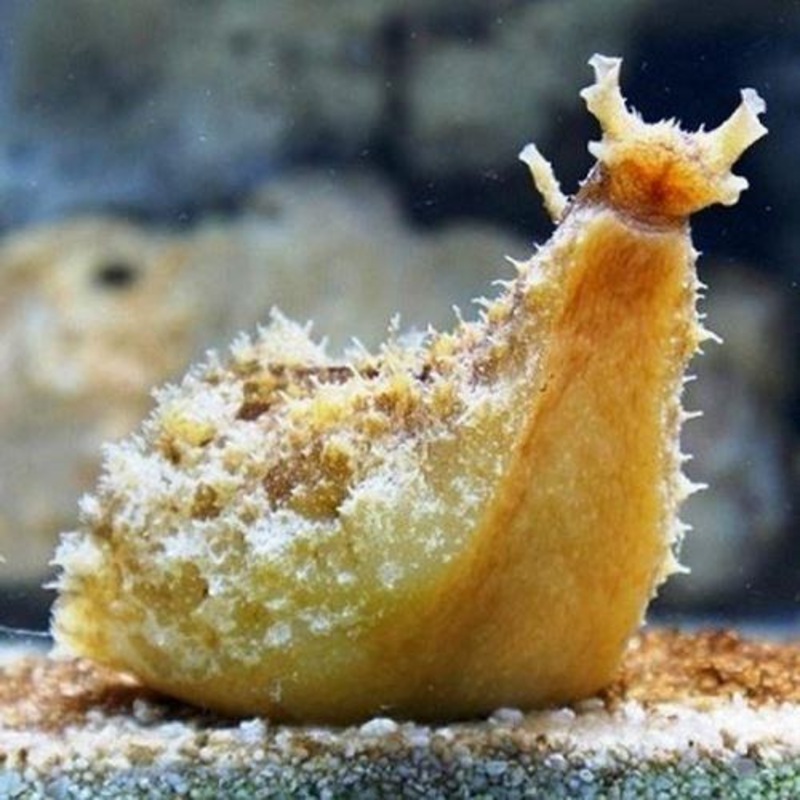 Sea Hare (Dolabella Auricularia)
