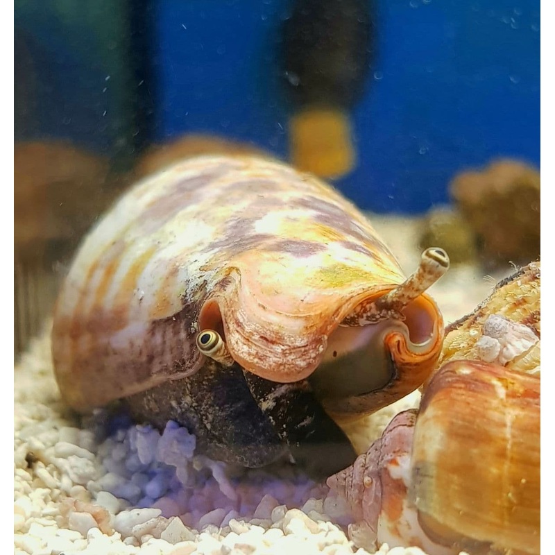 Strawberry Conch Snail (Strombus Luhuanus)