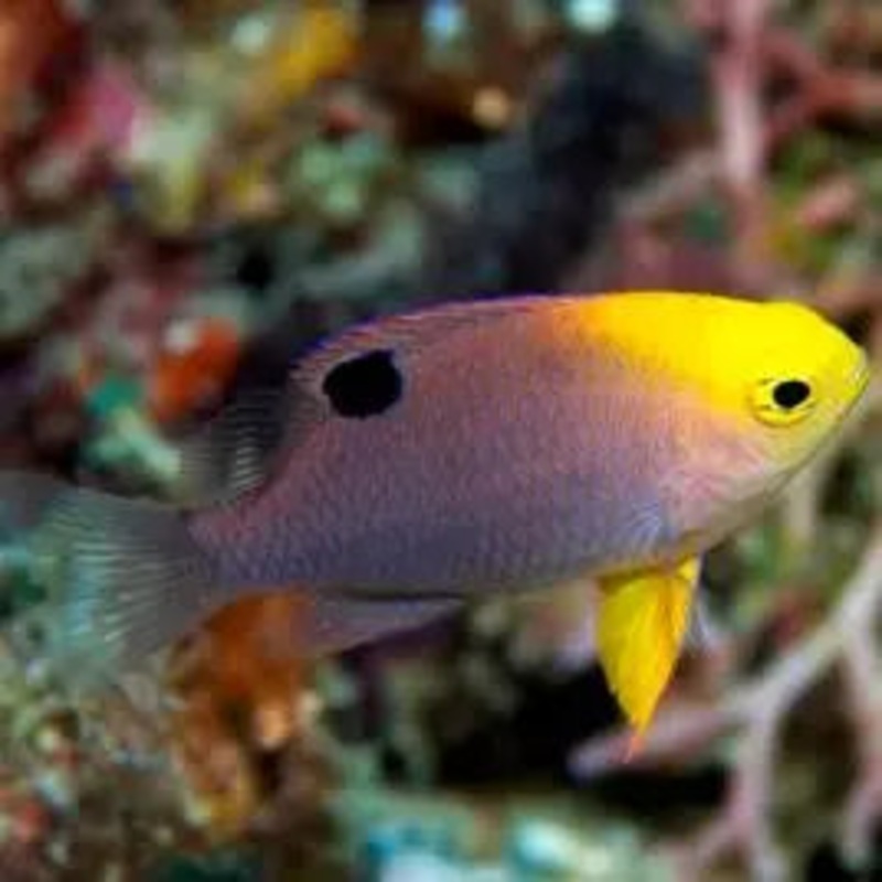Talbot Damsel (Chrysiptera talboti)