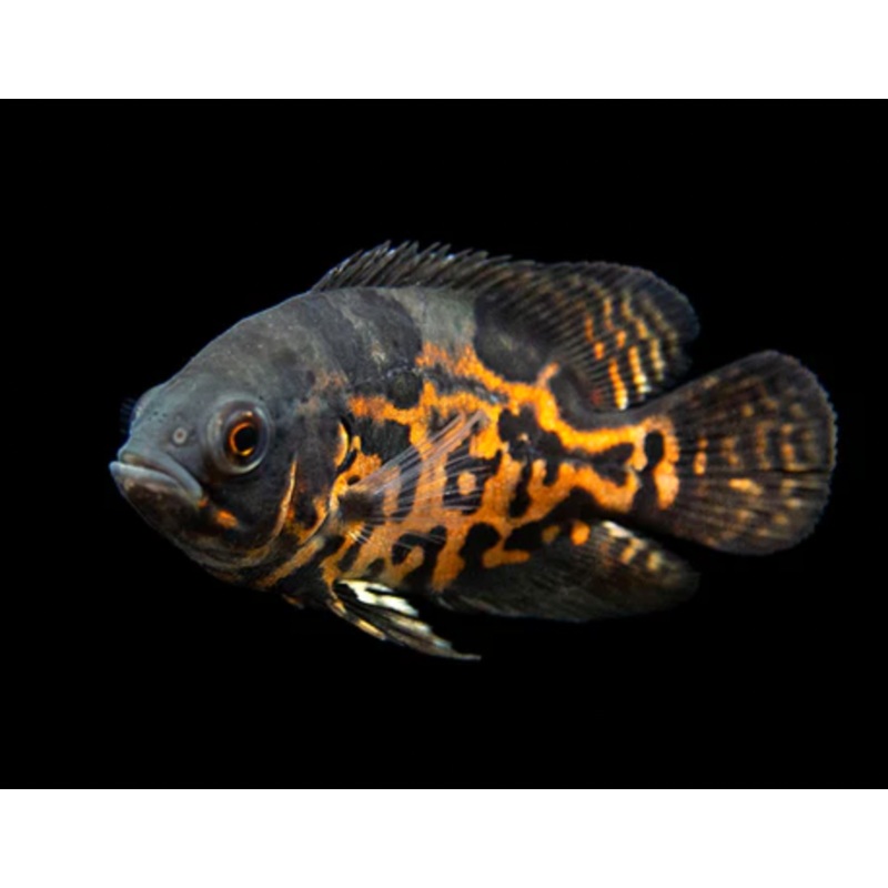 Tiger Oscar (Astronotus ocellatus) (5pcs)