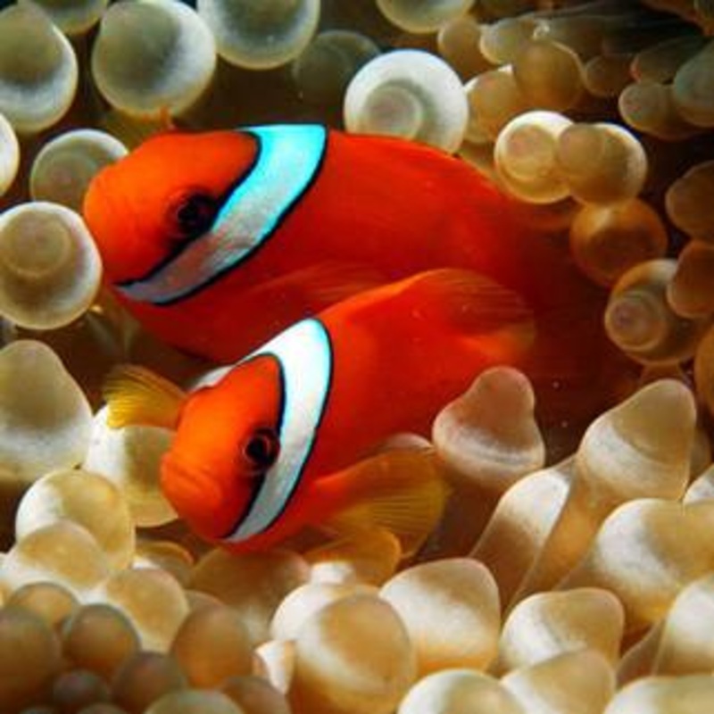 Tomato Clownfish (Amphiprion frenatus)