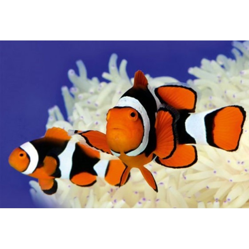 True Percula Clownfish (Amphiprion percula)