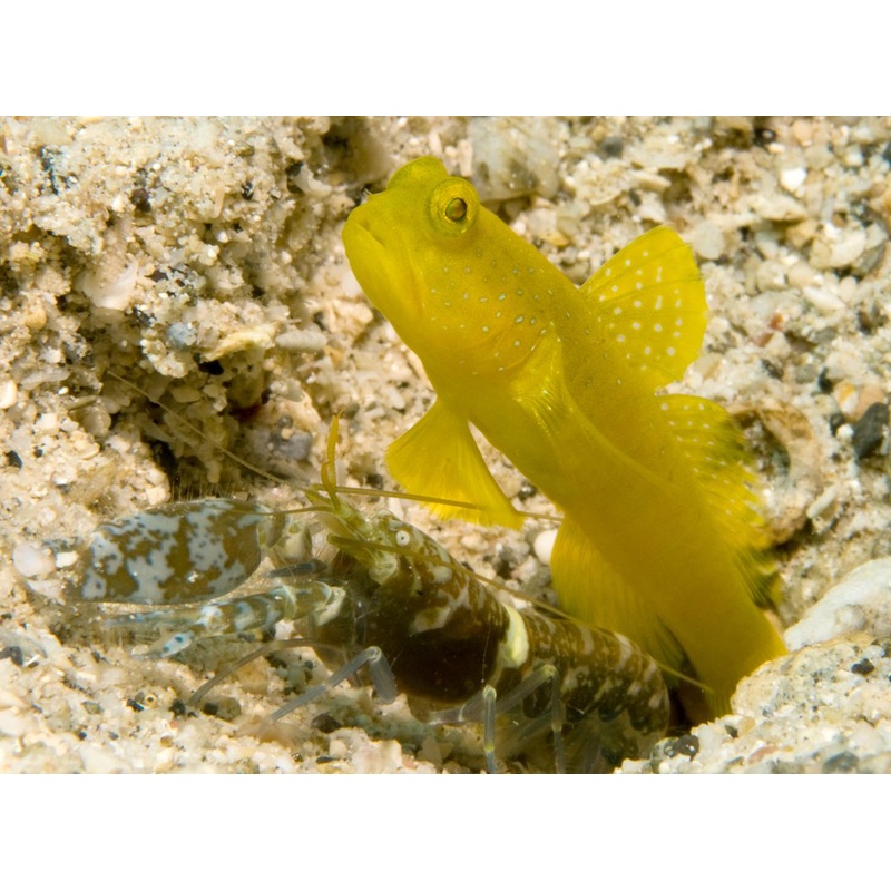 Yellow Watchman Goby (Cryptocentrus cinctus)