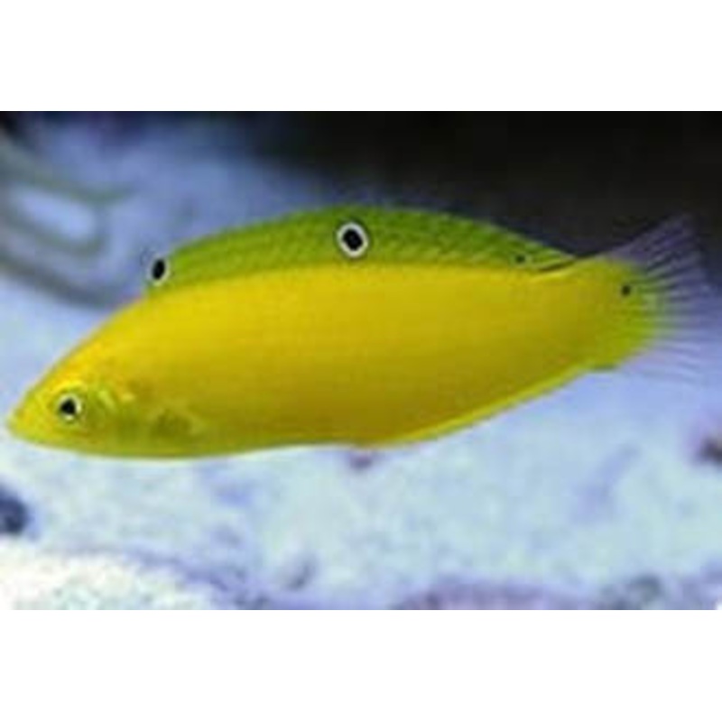 Yellow Wrasse (Halichoeres chrysus)