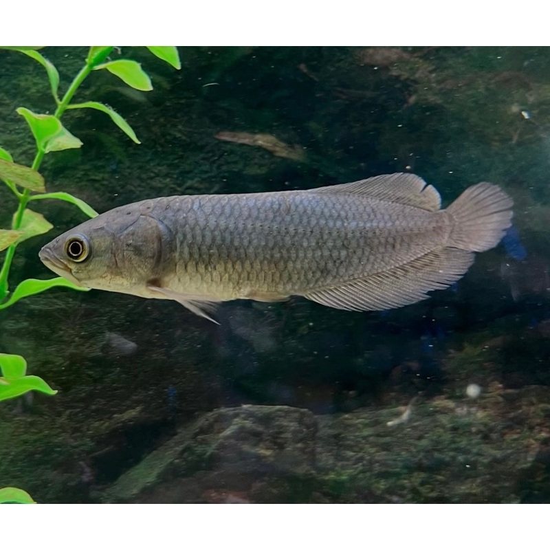 African Arowana