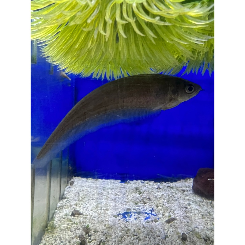 African Knife Fish