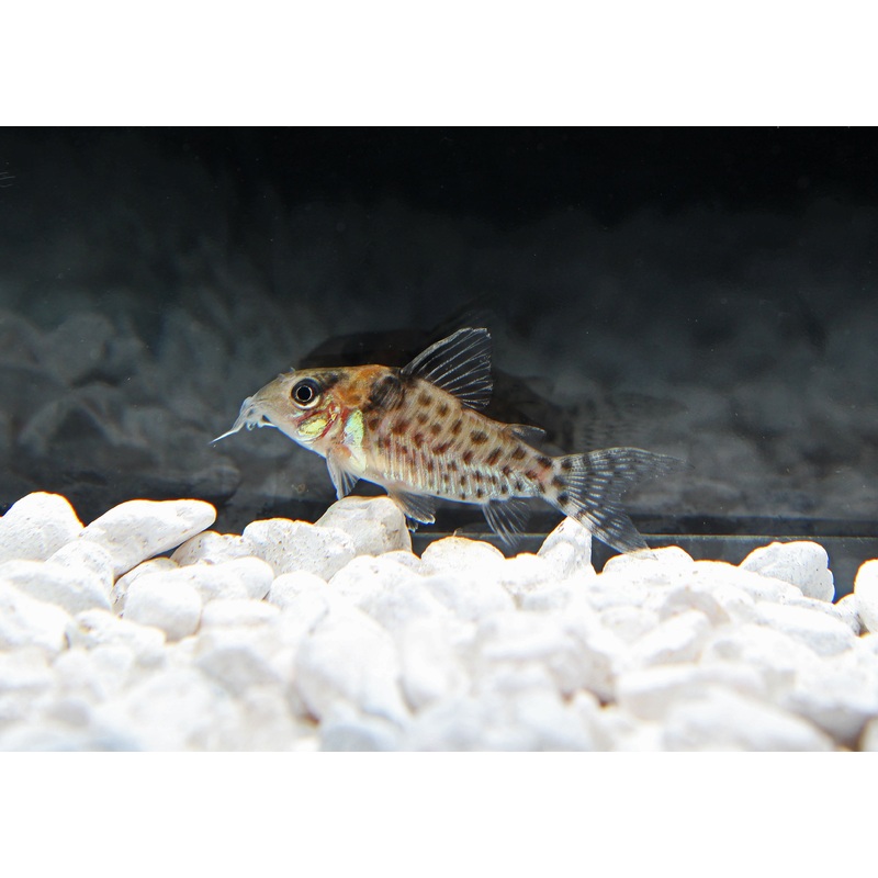 Agassizii Corydoras Catfish
