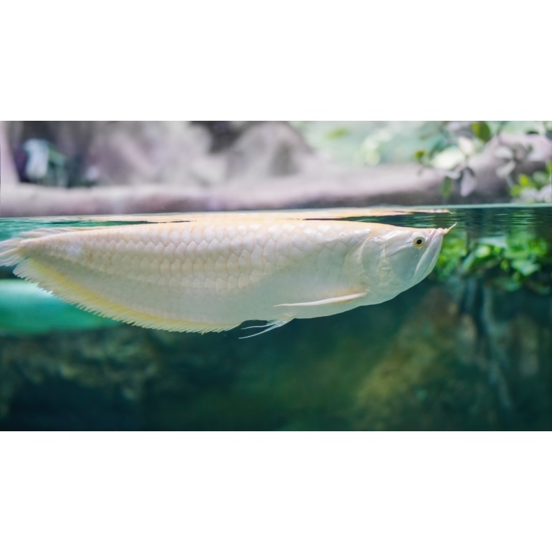 Albino Arowana