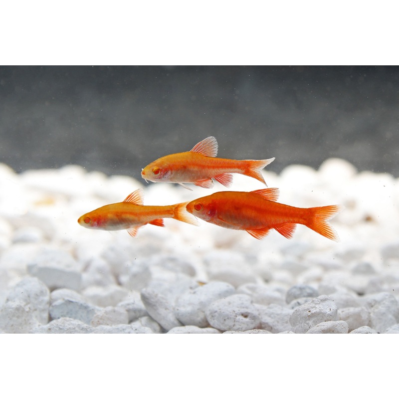 Albino Cherry Barb