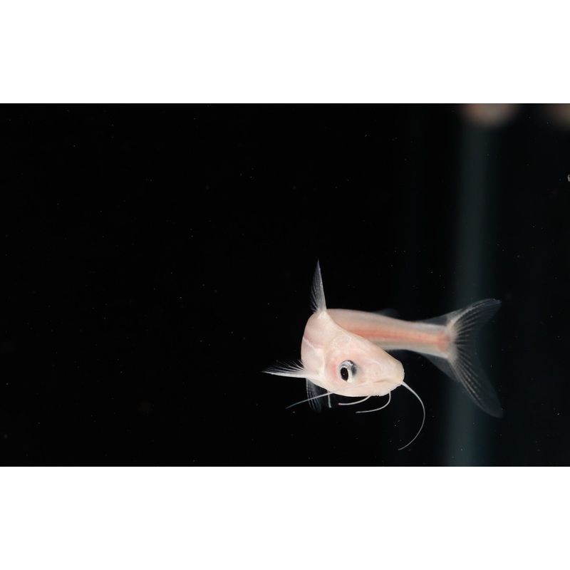 Albino Iridescent Shark