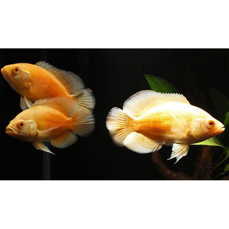 Albino Red Oscar Cichlid