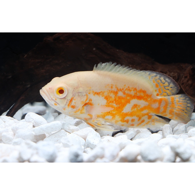 Albino Tiger Oscar Cichlid