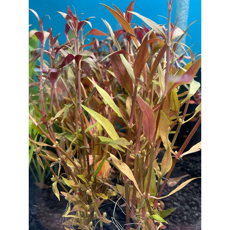Alternanthera reineckii