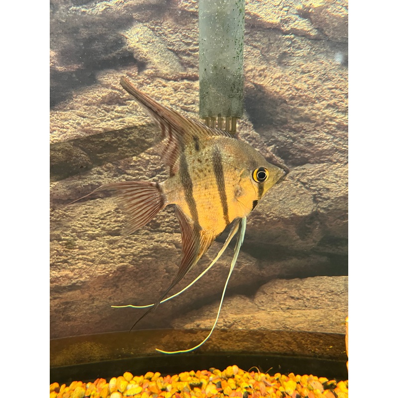 Altum Peru Angelfish