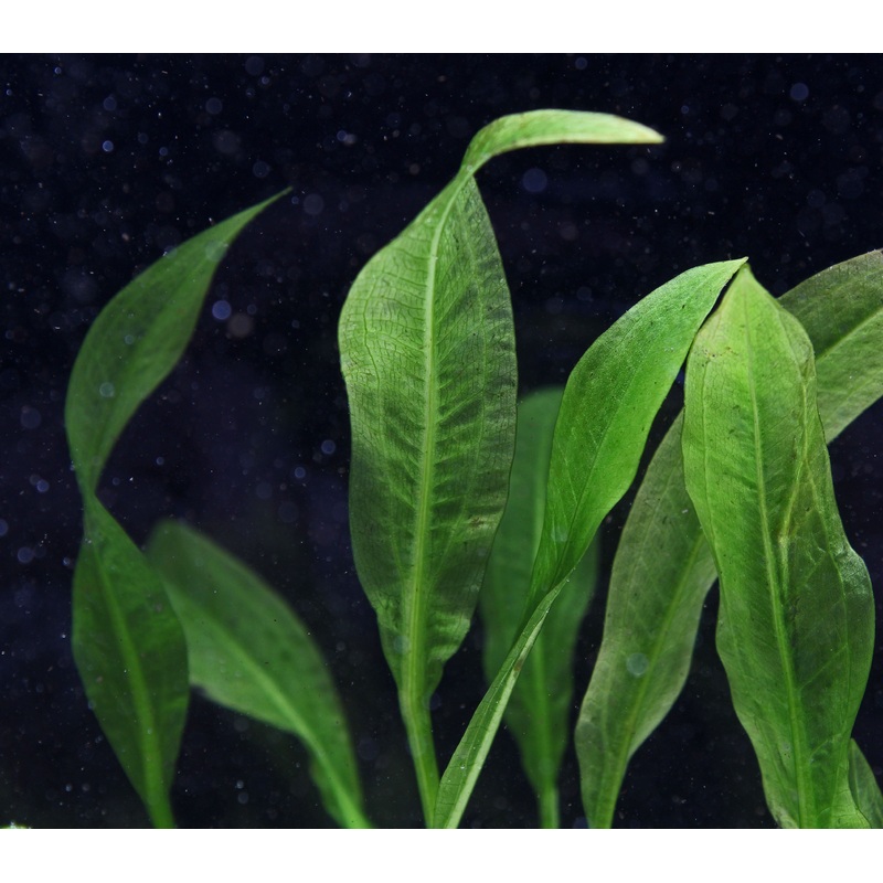 Amazon Broadleaf