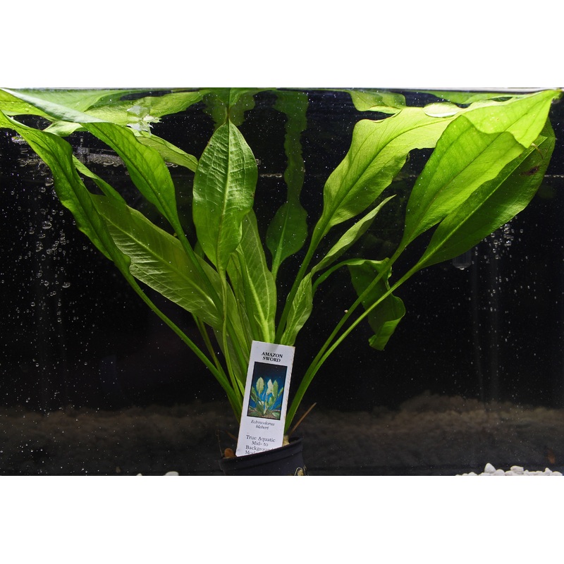Amazon Sword Potted