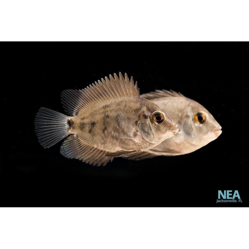 Amphiacanthoides Uaru Cichlid
