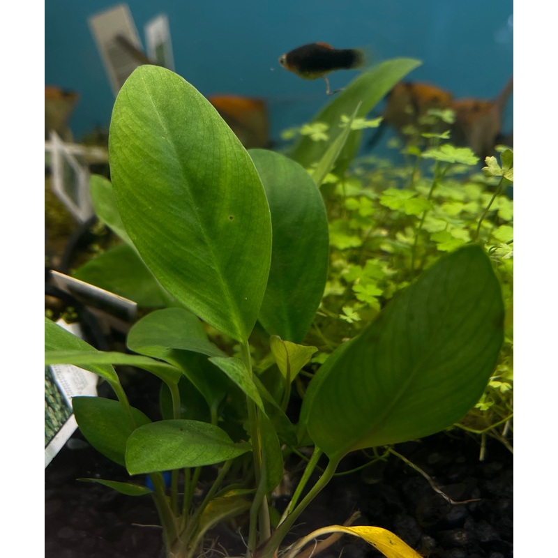 Anubias Congensis Mini