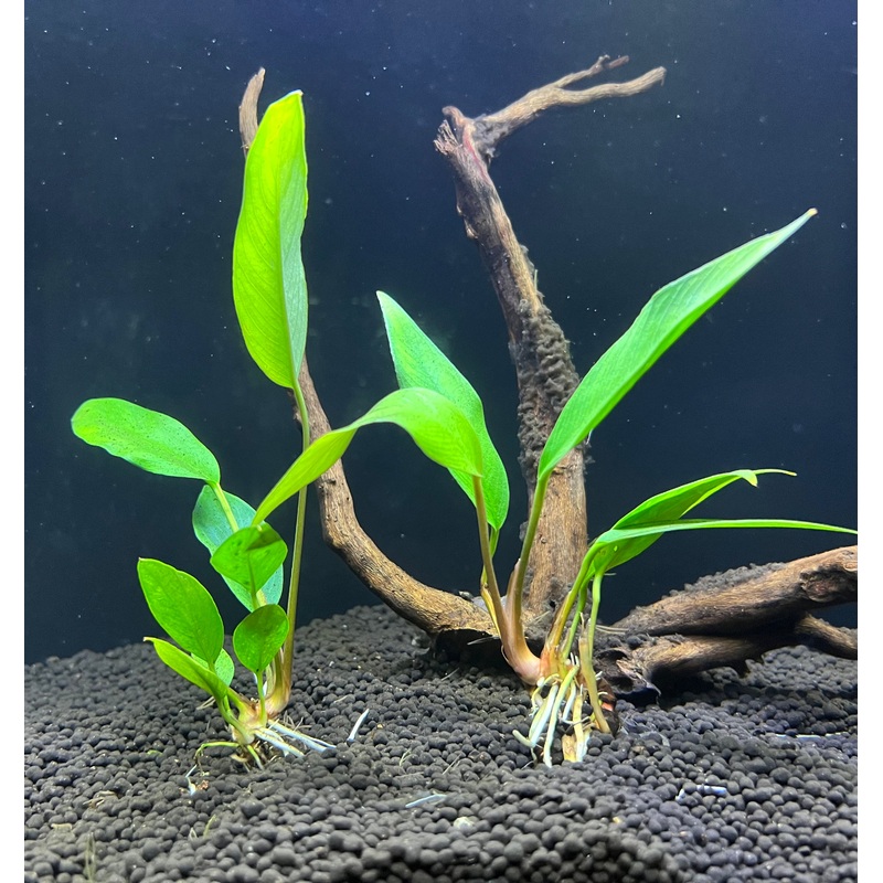 Anubias Frazeri
