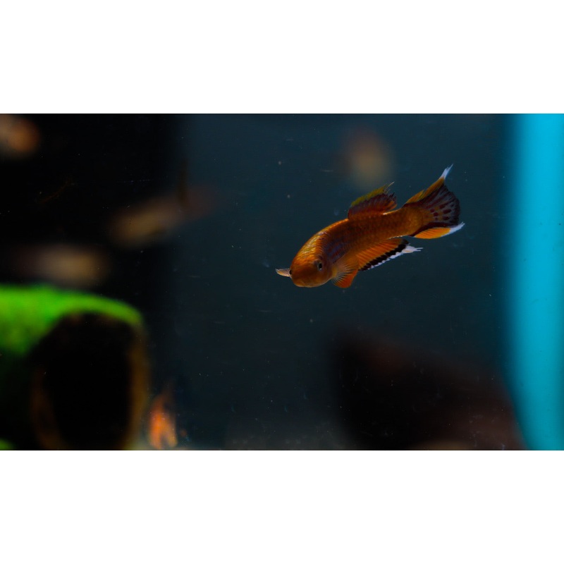 Aphyosemion australe "Chocolate Australe Killifish" PAIR