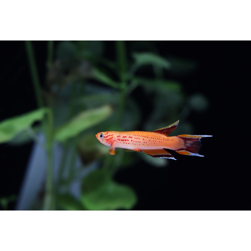 Aphyosemion australe "Gold Australe Killifish" Pair