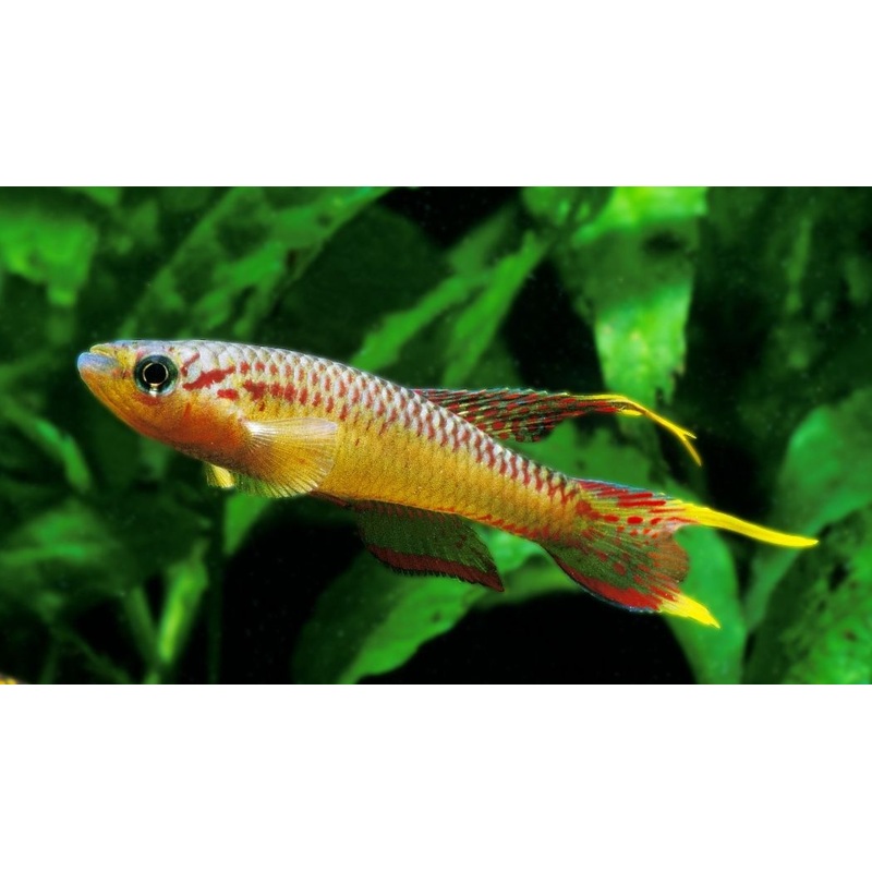 Aphyosemion splendopleure "Splendid Killifish" PAIR