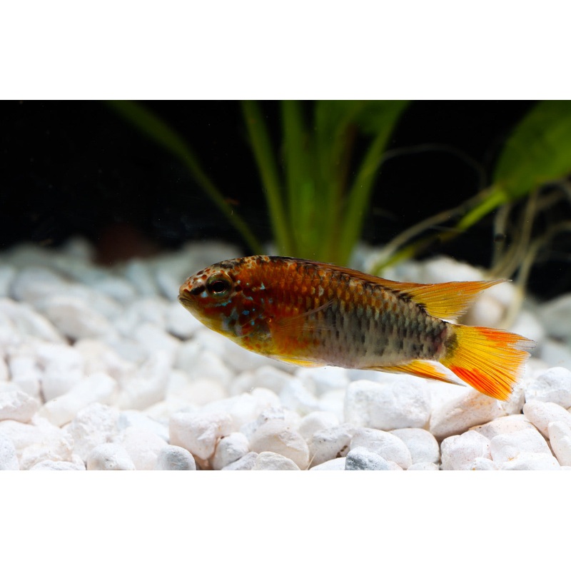 Apistogramma Macmasteri "Red Neck"