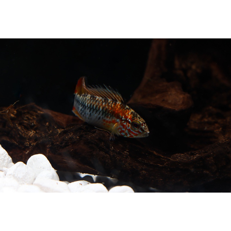 Apistogramma Viejeta