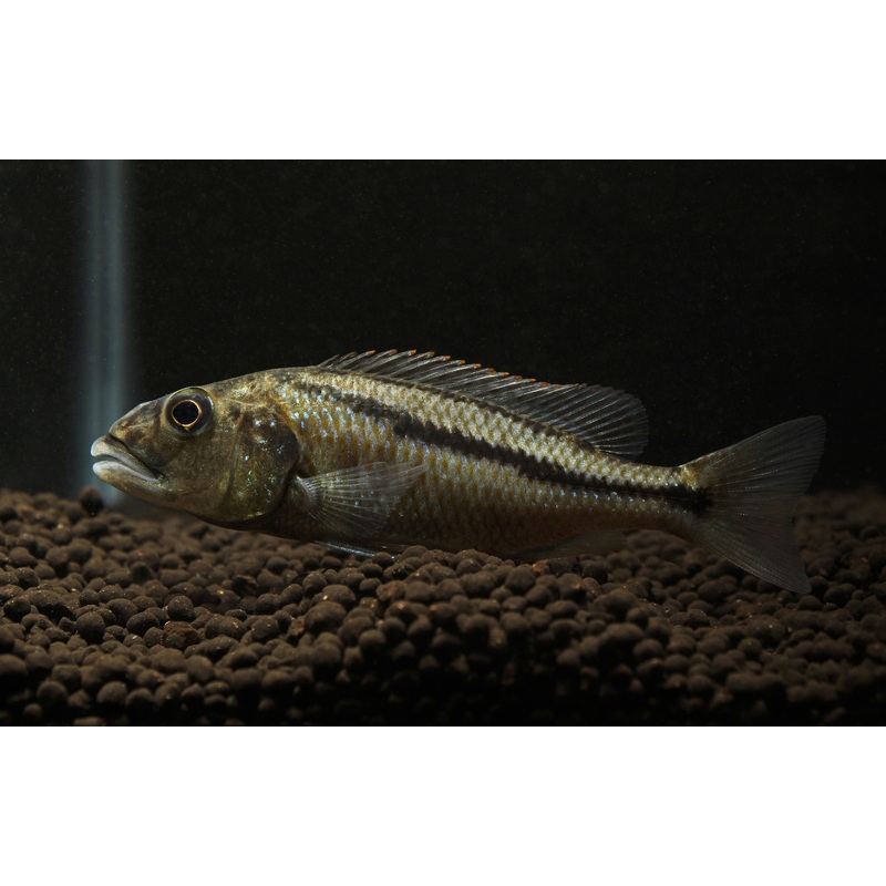 Aristochromis Christyi Cichlid