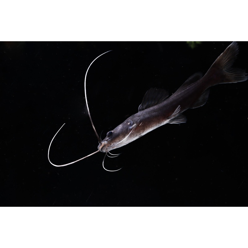 Asian Redtail Catfish