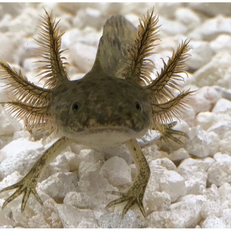 Assorted Axolotl