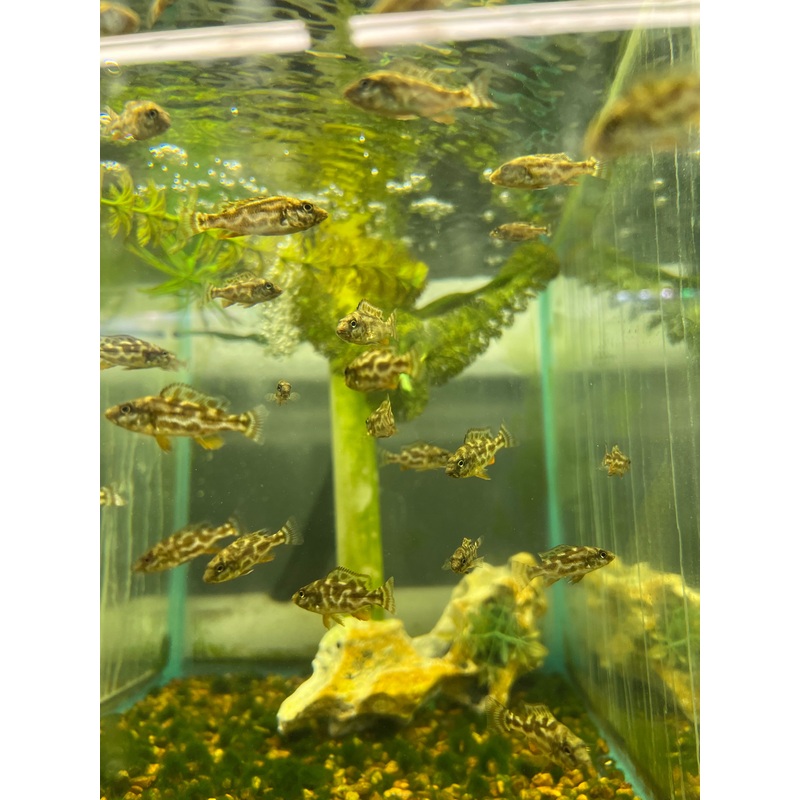 Assorted Baby African cichlids
