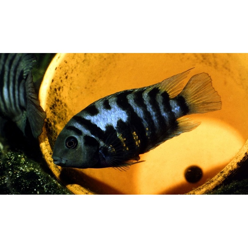 Assorted Convict Cichlid