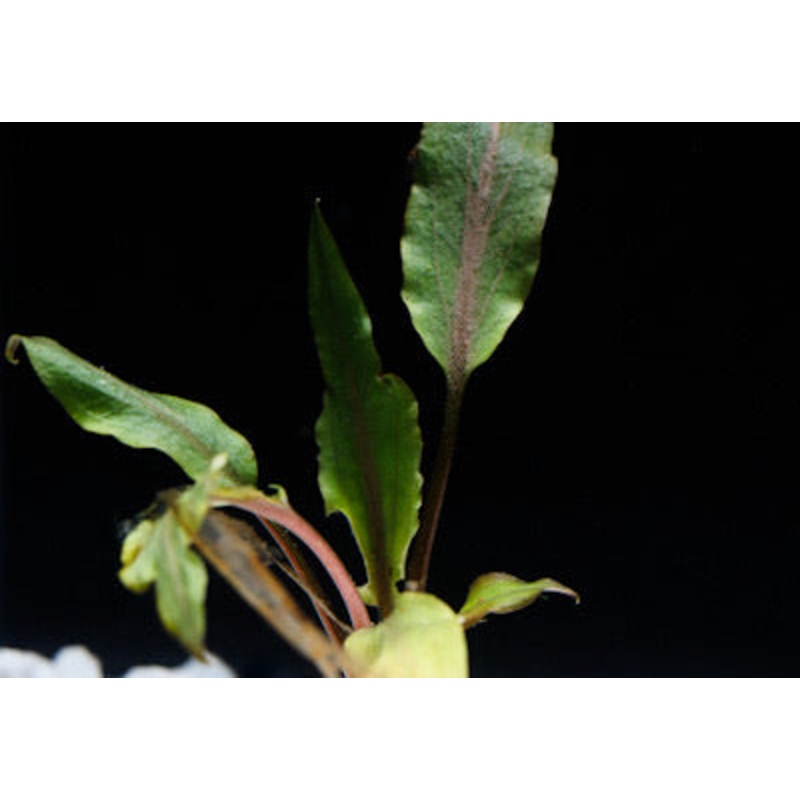 Assorted Cryptocoryne