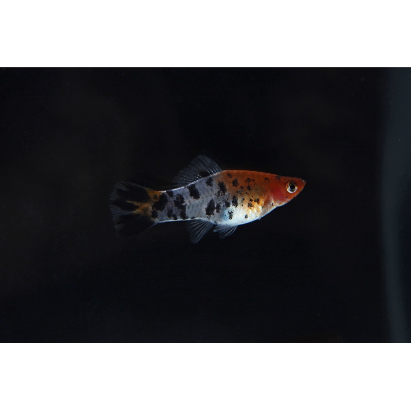 Assorted Koi Swordtail