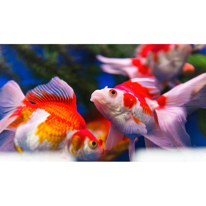 Assorted Large Ryukin Goldfish
