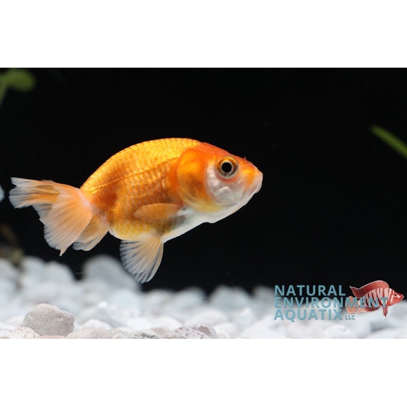 Assorted Lion Head Goldfish