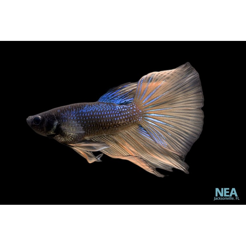 Assorted Male Betta Fish