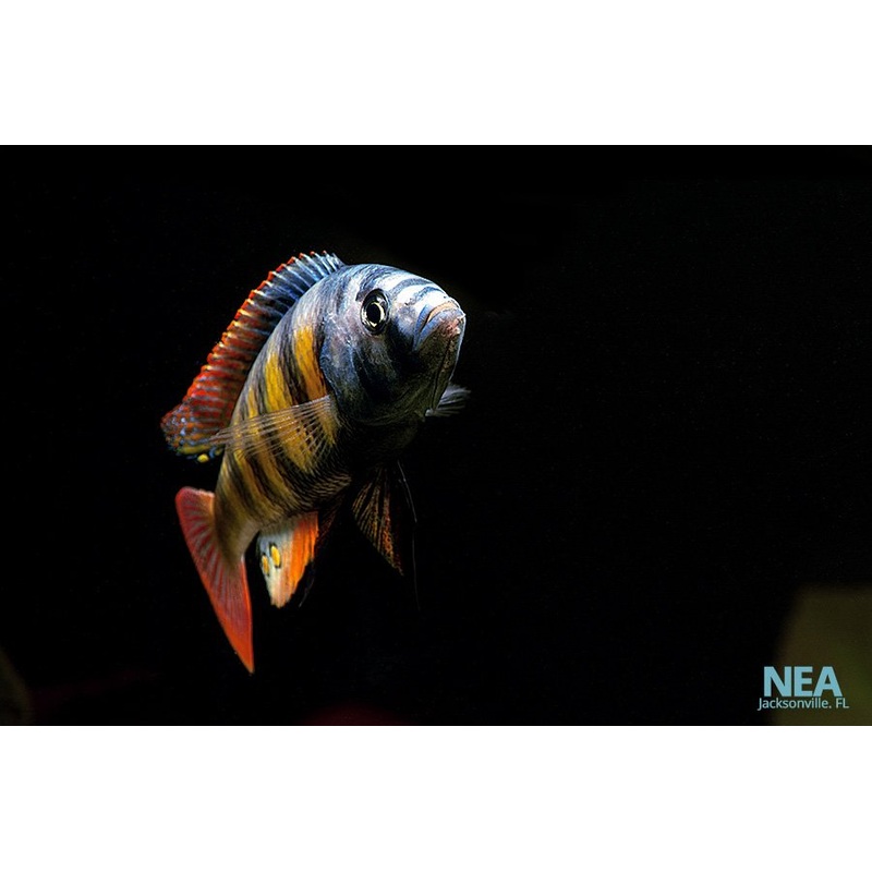 Assorted Male  Victorian Cichlid