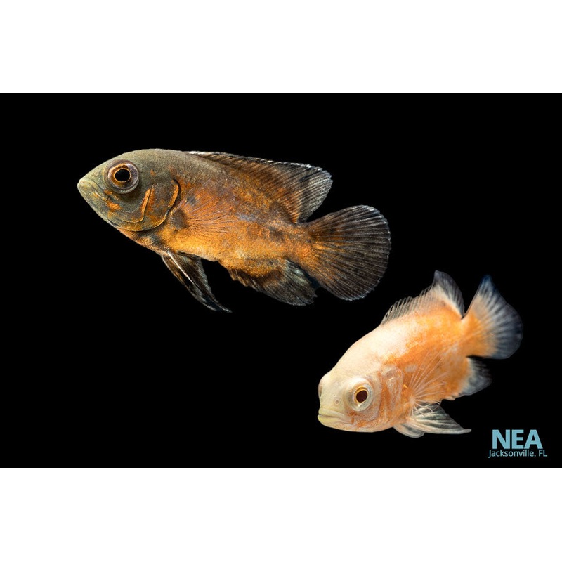 Assorted Oscar Cichlid