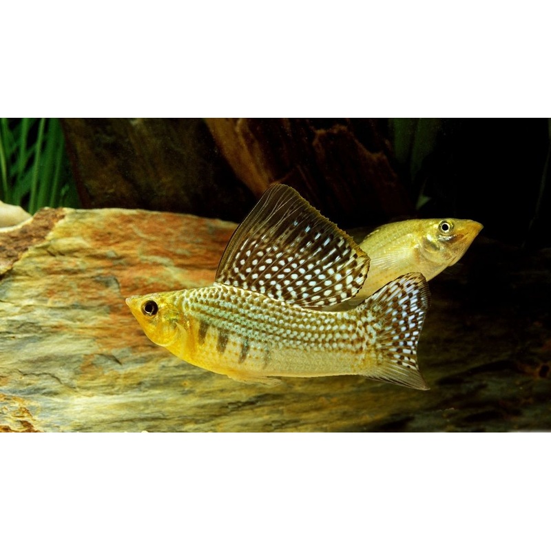 Assorted Sailfin Mollies